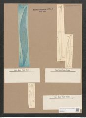 Pleurosigma angulatum strigosum (Queck.) W.Sm. (de-Toni-Nr.: Genus 13, Species 1001) Zeichnungen Sammlung Grunow Nr. 2023 (NHMW-BOT-W0368875)